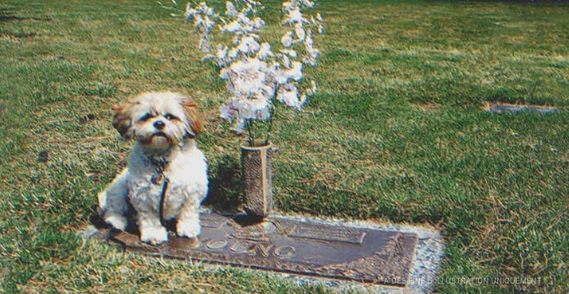 Une femme trouve le chien de son défunt fils près de sa tombe :  Je l'ai ramené trois fois à la maison, mais il revient toujours , dit le gardien